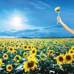 LP ploča Stone Temple Pilots - Thank You (2 LP)