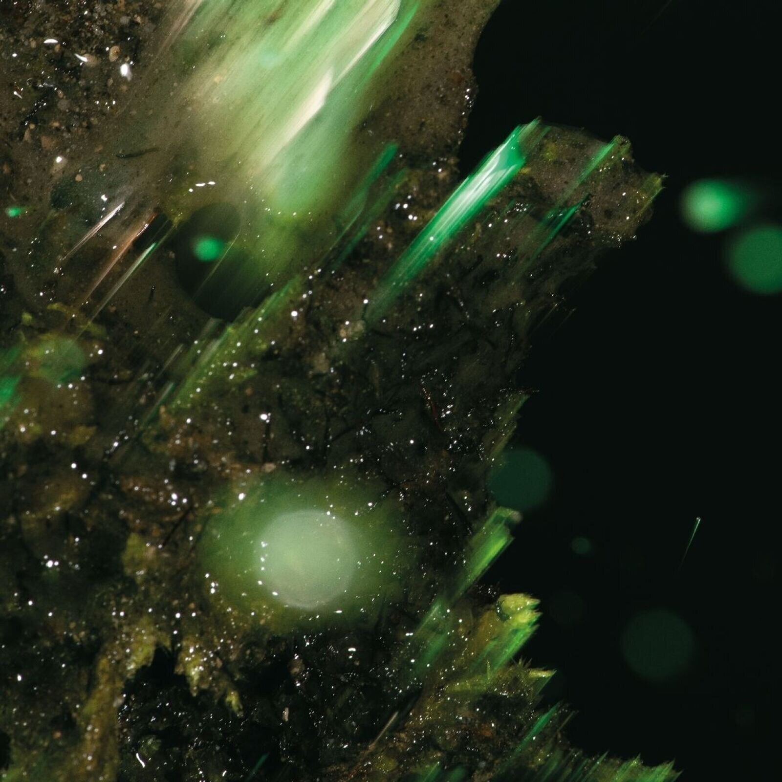 Muzički CD Abraham - Idsungwussa (CD)