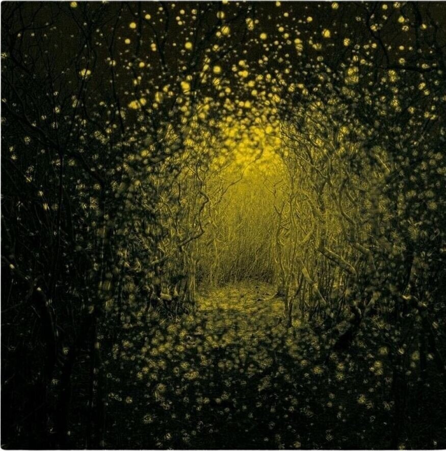 Vinyl Record Antlers - Burst Apart (Lemonade Coloured) (LP)