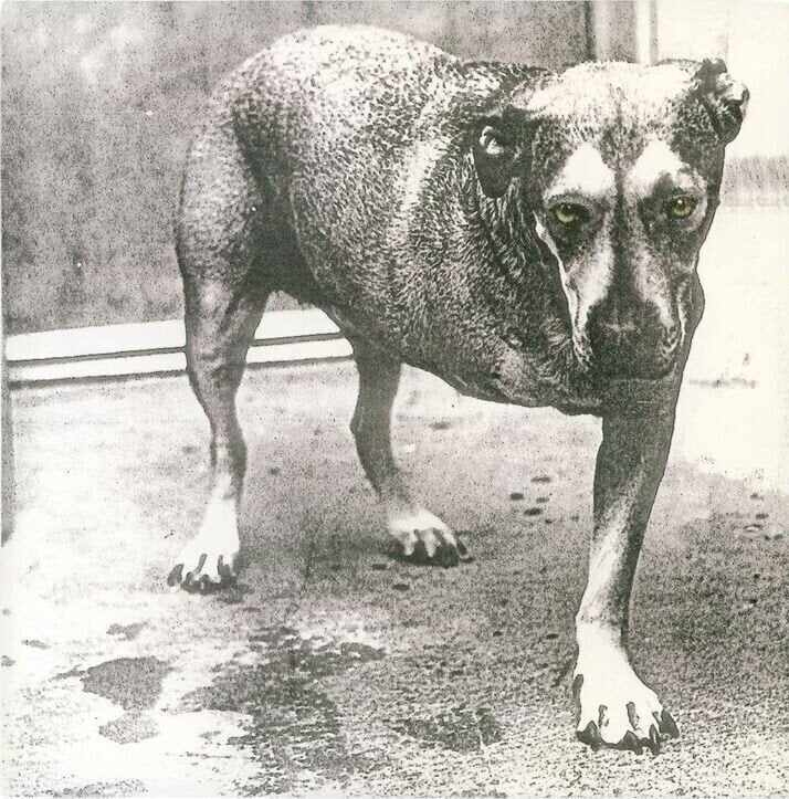 Vinylplate Alice In Chains Alice In Chains (30th Anniversary Edition) (Reissue) (Yellow Neon Coloured) (2 LP)