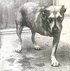 LP Alice In Chains - Alice In Chains (30th Anniversary Edition) (Reissue) (Yellow Neon Coloured) (2 LP)