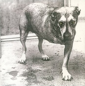 Vinylplate Alice In Chains Alice In Chains (30th Anniversary Edition) (Reissue) (Yellow Neon Coloured) (2 LP) - 1