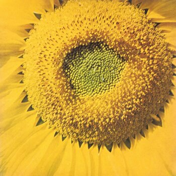 Vinylplade Marvos Valle - Girassol (7" Vinyl) - 1