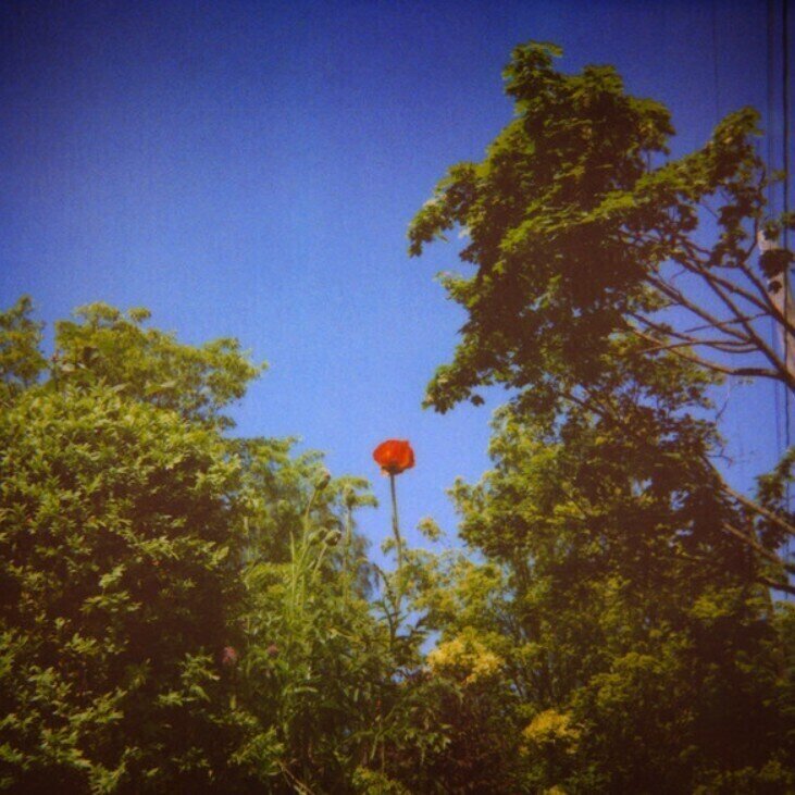 LP ploča Benoit Pioulard - Sonnet (LP)