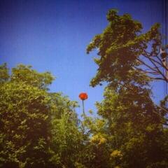 LP ploča Benoit Pioulard - Sonnet (LP)