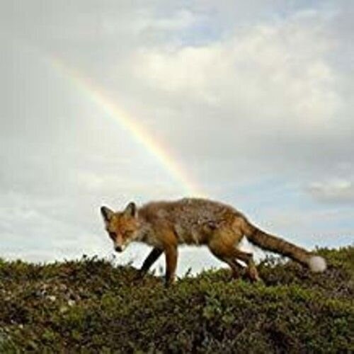 LP plošča Buck Meek - Buck Meek (LP)