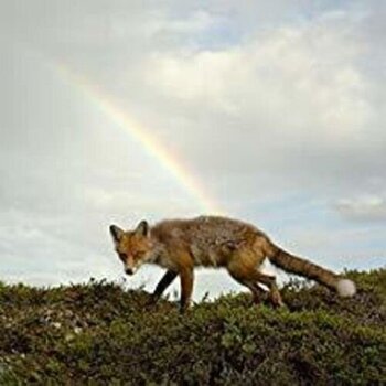 LP plošča Buck Meek - Buck Meek (LP) - 1