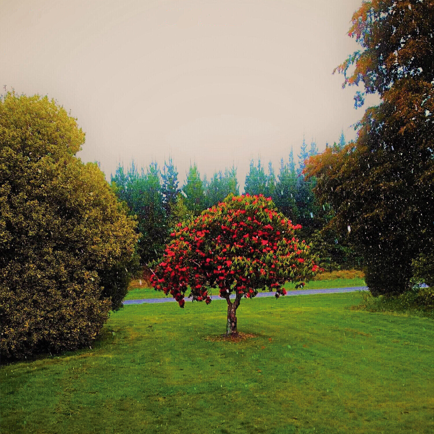 LP ploča The Bats - Foothills (LP)