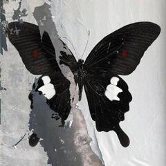 LP ploča Death Cult - Paradise Now (Limited Edition) (Clear Splatter Coloured) (LP)