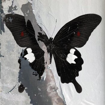 LP ploča Death Cult - Paradise Now (Limited Edition) (Clear Splatter Coloured) (LP) - 1