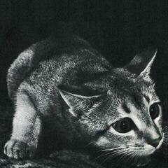 Disco de vinil Cindy - Cindy (Reissue) (LP)