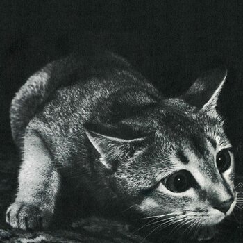 Disco de vinil Cindy - Cindy (Reissue) (LP) - 1