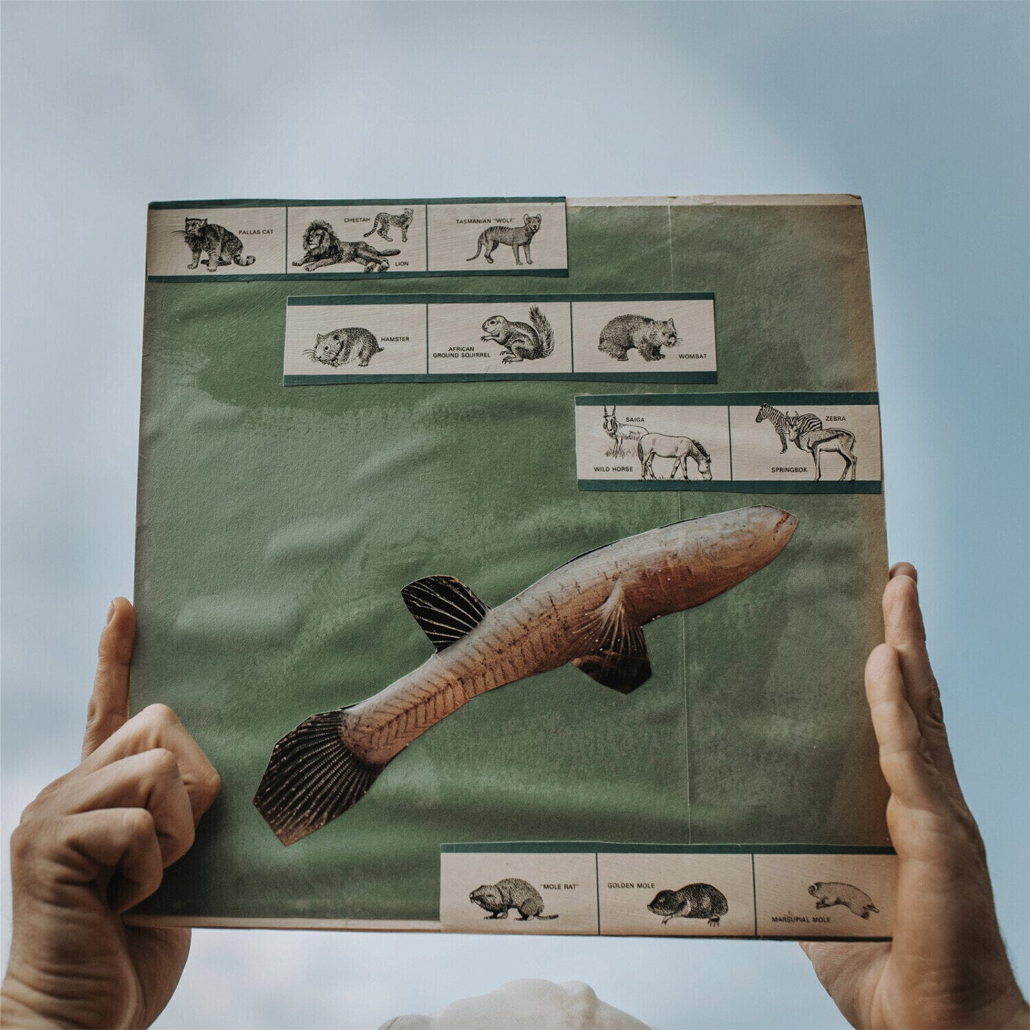 LP ploča Cotton Jones - The River Strumming (180 g) (LP)