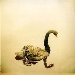 Disque vinyle Crooked Fingers - Crooked Fingers (Reissue) (LP)