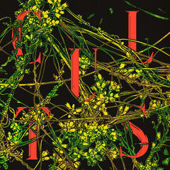 LP ploča Cults - Host (LP)