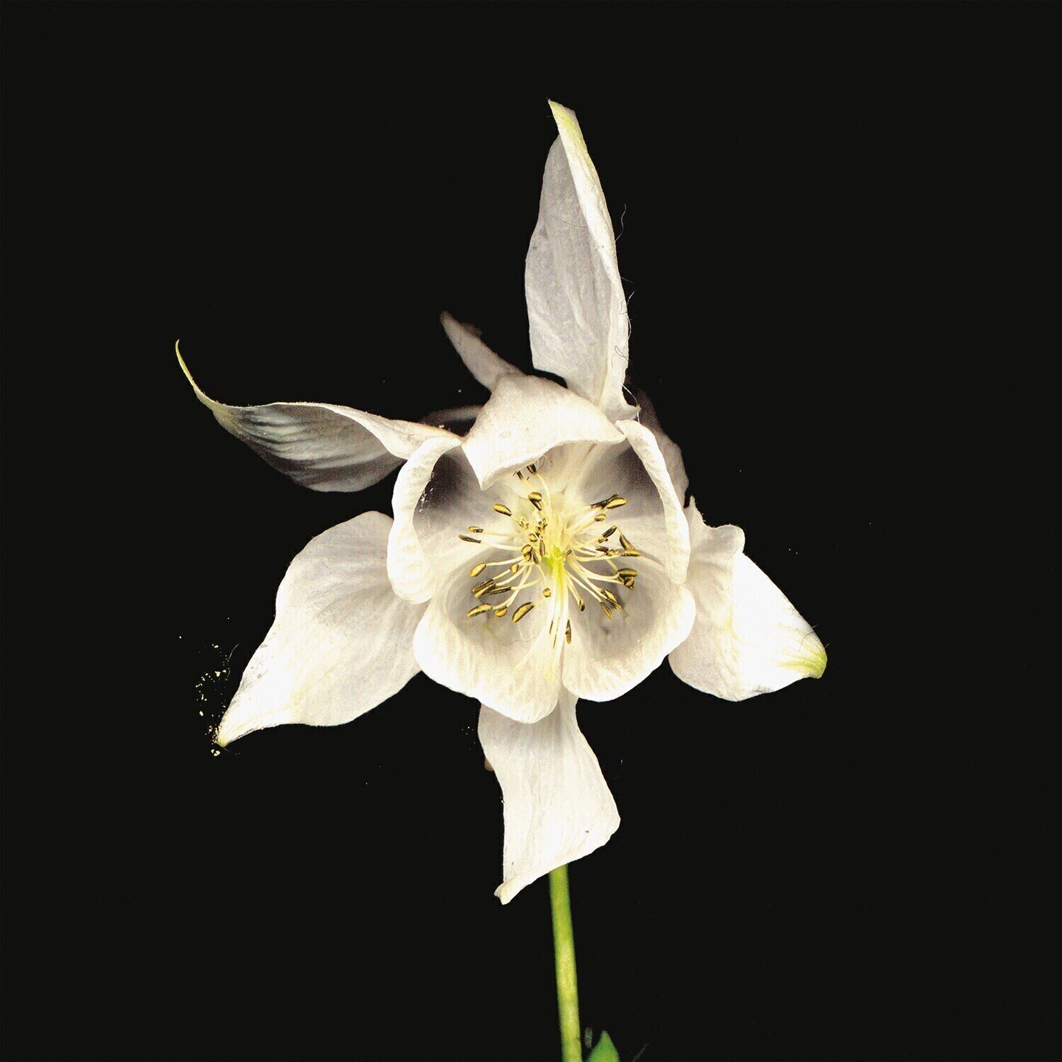 LP ploča Fridge - Happiness (Reissue) (2 LP)