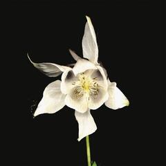 Vinyl Record Fridge - Happiness (Reissue) (2 LP)