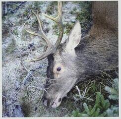 LP ploča Girls In Hawaii - Plan Your Escape (LP)