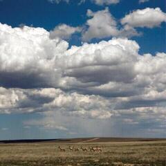 LP ploča Fruit Bats - Tripper (Deluxe Edition) (White Coloured) (LP + 7" Vinyl)