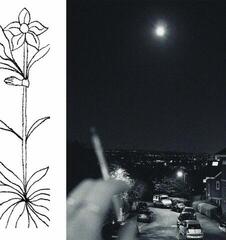 Płyta winylowa Jabu - A Soft & Gatherable Star (LP)