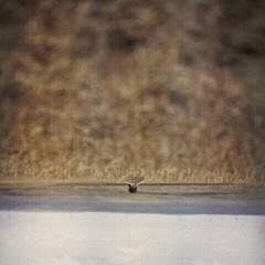 Vinyl Record Jim O'Rourke - Hands That Bind (Original Motion Picture Soundtrack) (LP)