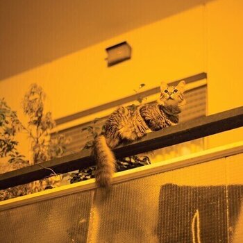 Vinüülplaat Sam Prekop - The Republic (Limited Edition) (LP) - 1