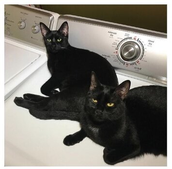 Vinüülplaat Sam Prekop & John McEntire - Sons Of (Limited Edition) (Coloured) (2 LP) - 1