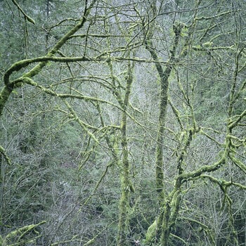 Vinüülplaat Six Organs Of Admittance - Dust & Chimes (Reissue) (LP) - 1