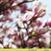 LP Tara Clerkin Trio - In Spring (Limited Edition) (EP)