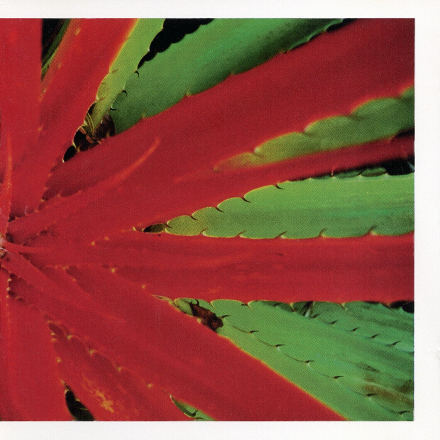 Disco de vinil Jejune - This Afternoon Malady (2 LP)