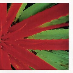 Disque vinyle Jejune - This Afternoon Malady (2 LP)