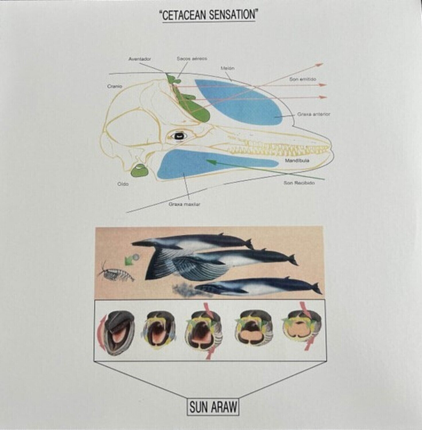 Disco de vinil Sun Araw - Cetacean Sensation (LP)