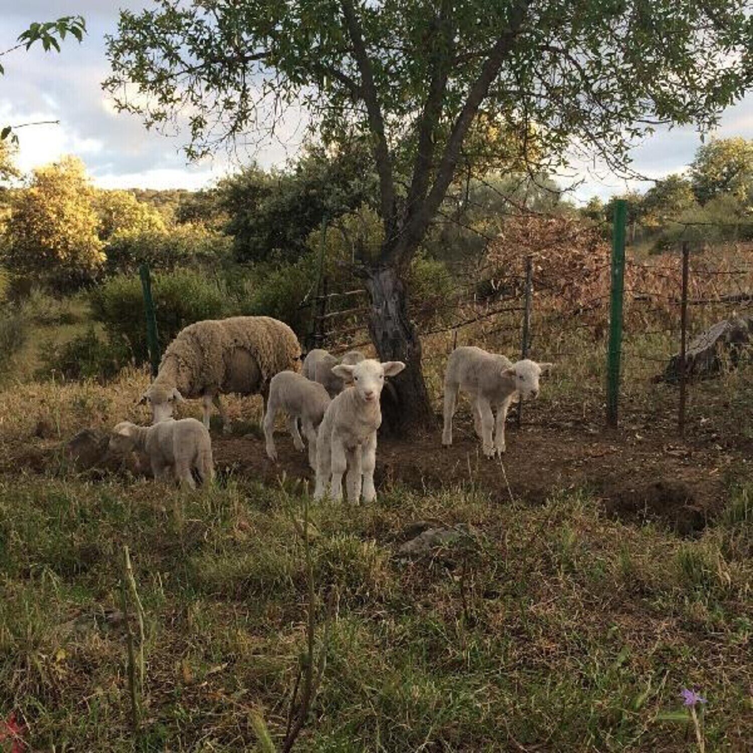 Vinyl Record Josephine Foster - No Harm Done (LP)