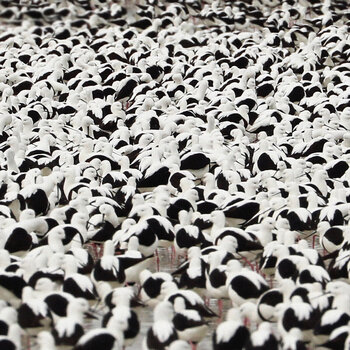 Schallplatte Stella Donnelly - Flood (Limited Edition) (LP) - 1