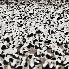 Vinyl Record Stella Donnelly - Flood (Limited Edition) (Red Opaque Coloured) (LP)