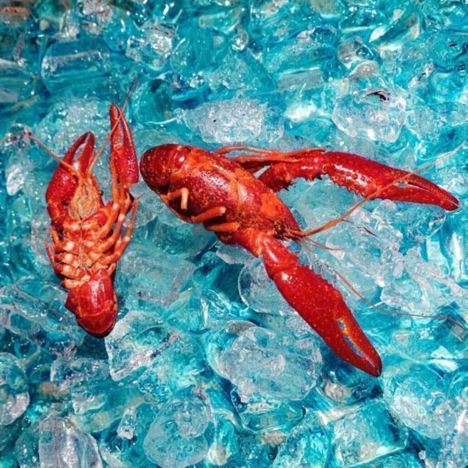 Vinyl Record the Roof Dogs - Here You Are (LP)