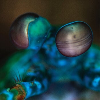 Vinyl Record Melvin Gibbs - Amasia: Anamibia Sessions 2 (Clear Coloured) (LP) - 1