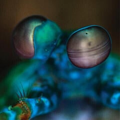 Vinyl Record Melvin Gibbs - Amasia: Anamibia Sessions 2 (LP)