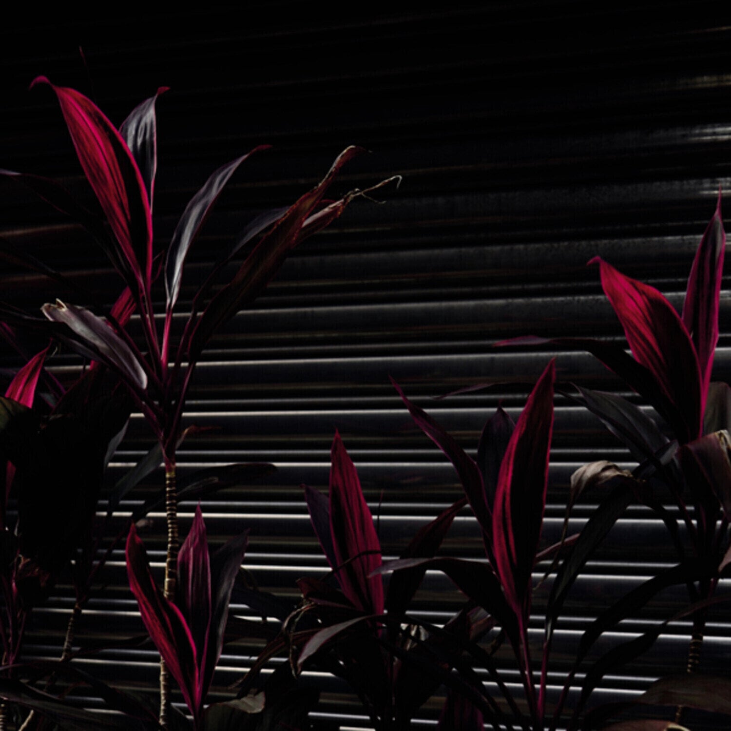 LP ploča Fine Place - This New Heaven (LP)