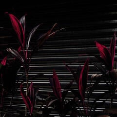 LP ploča Fine Place - This New Heaven (LP)