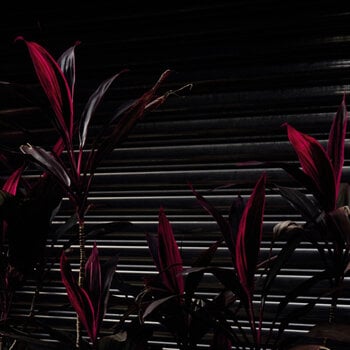 LP ploča Fine Place - This New Heaven (LP) - 1