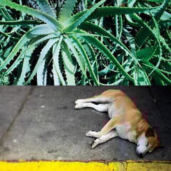 Vinyl Record Steve Bates - All The Things That Happen (LP)