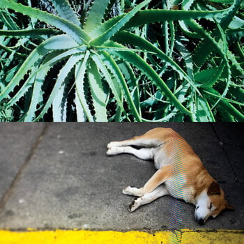 Vinyl Record Steve Bates - All The Things That Happen (LP) - 1