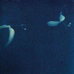 Disco in vinile Miki Yui - As If (LP)