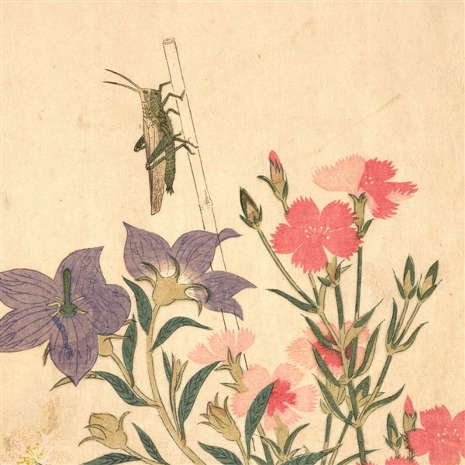 LP ploča Chypho - Entomongaku II (Limited Edition) (2 LP)