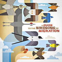 Vinyl Record Various Artists - A Guide To The Birdsong Of Migration (LP)