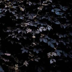 Schallplatte Michael Vallera - Vivid Flu (Limited Edition) (LP)