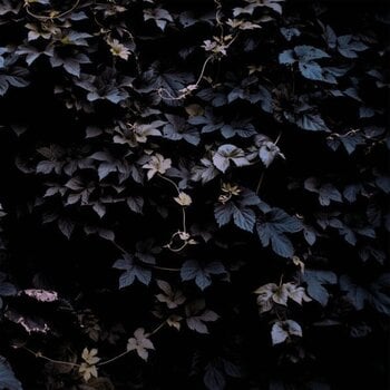 LP plošča Michael Vallera - Vivid Flu (Limited Edition) (LP) - 1