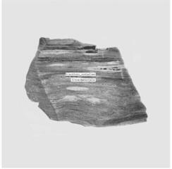 LP ploča blackbody_radiation - Ultra Materials (LP)