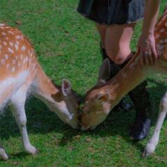 Disco de vinil Gardens - Flaws (Limited Edition) (LP)